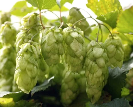 Create Your Own Brewing Corner: Growing Hops Turns Out Simple and Rewarding