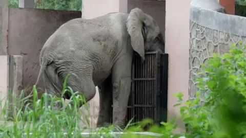 Isolated Existence and Death of India’s Capital’s Only Elephant from Africa
